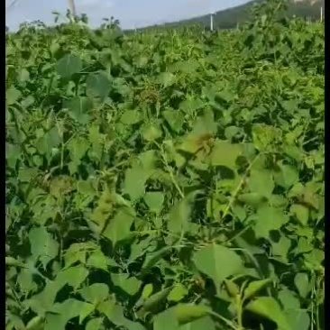乌桕树苗荒山绿化树苗
