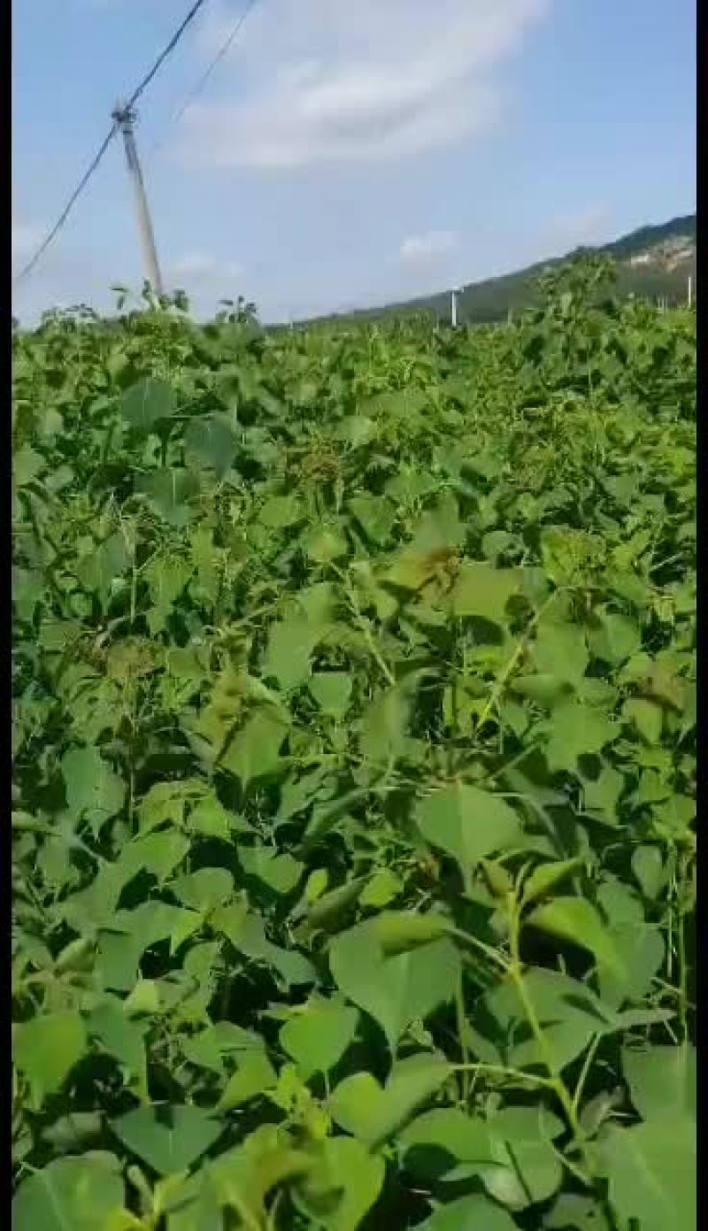 乌桕树苗荒山绿化树苗
