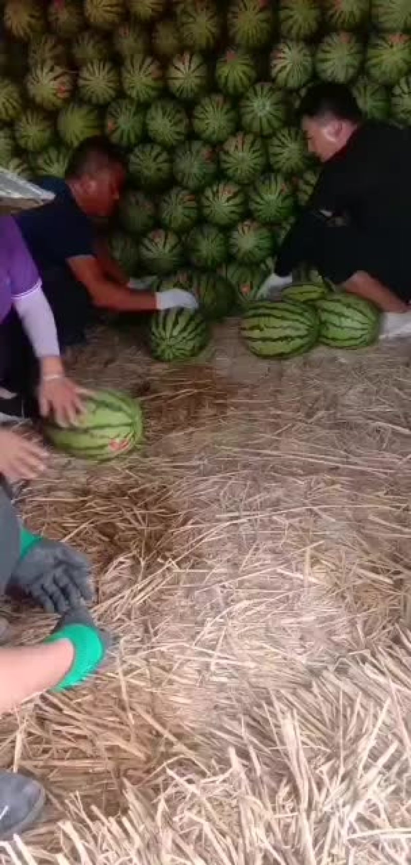 老金城产地直销欢迎采购价格低