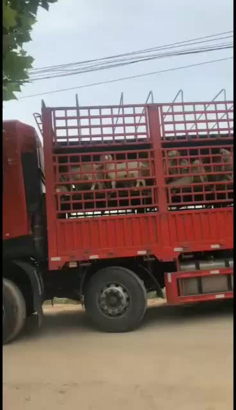 山东精品肉羊，改良肉羊种羊育肥羊，大小公母通货，
