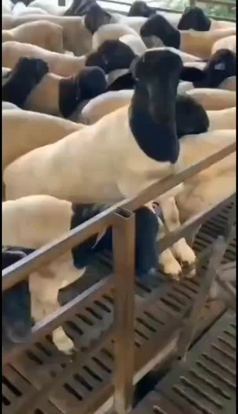 山东精品肉羊，改良肉羊种羊育肥羊，大小公母通货，