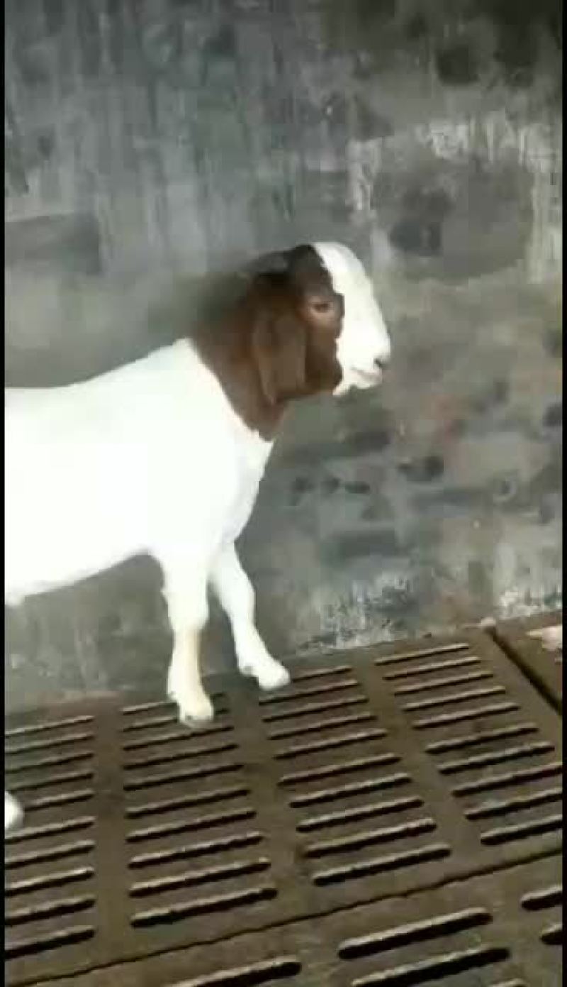 山东精品肉羊，改良肉羊种羊育肥羊，大小公母通货，