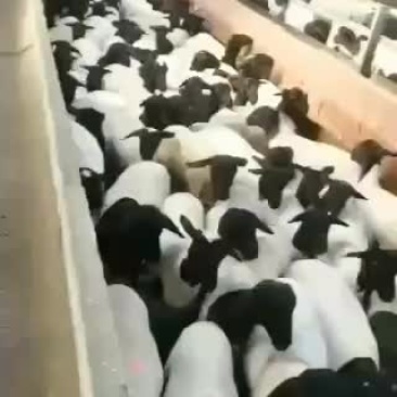 山东精品肉羊，改良肉羊种羊育肥羊，大小公母通货，