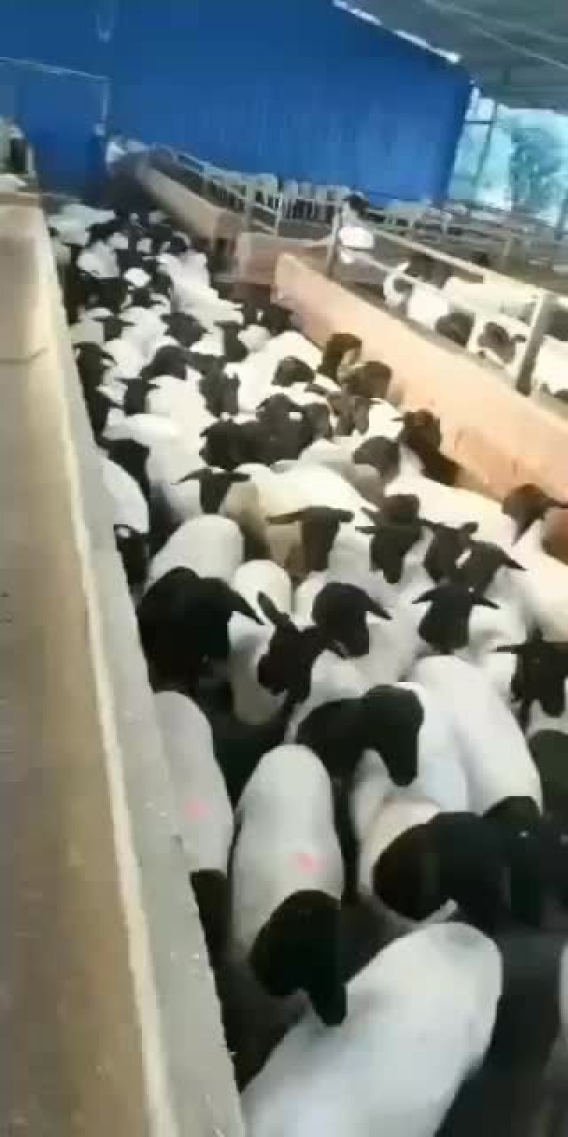 山东精品肉羊，改良肉羊种羊育肥羊，大小公母通货，