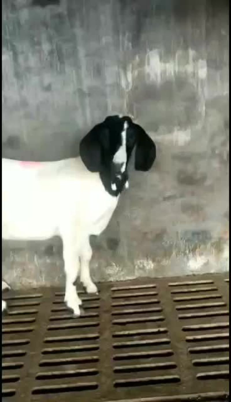 山东精品肉羊，改良肉羊种羊育肥羊，大小公母通货，