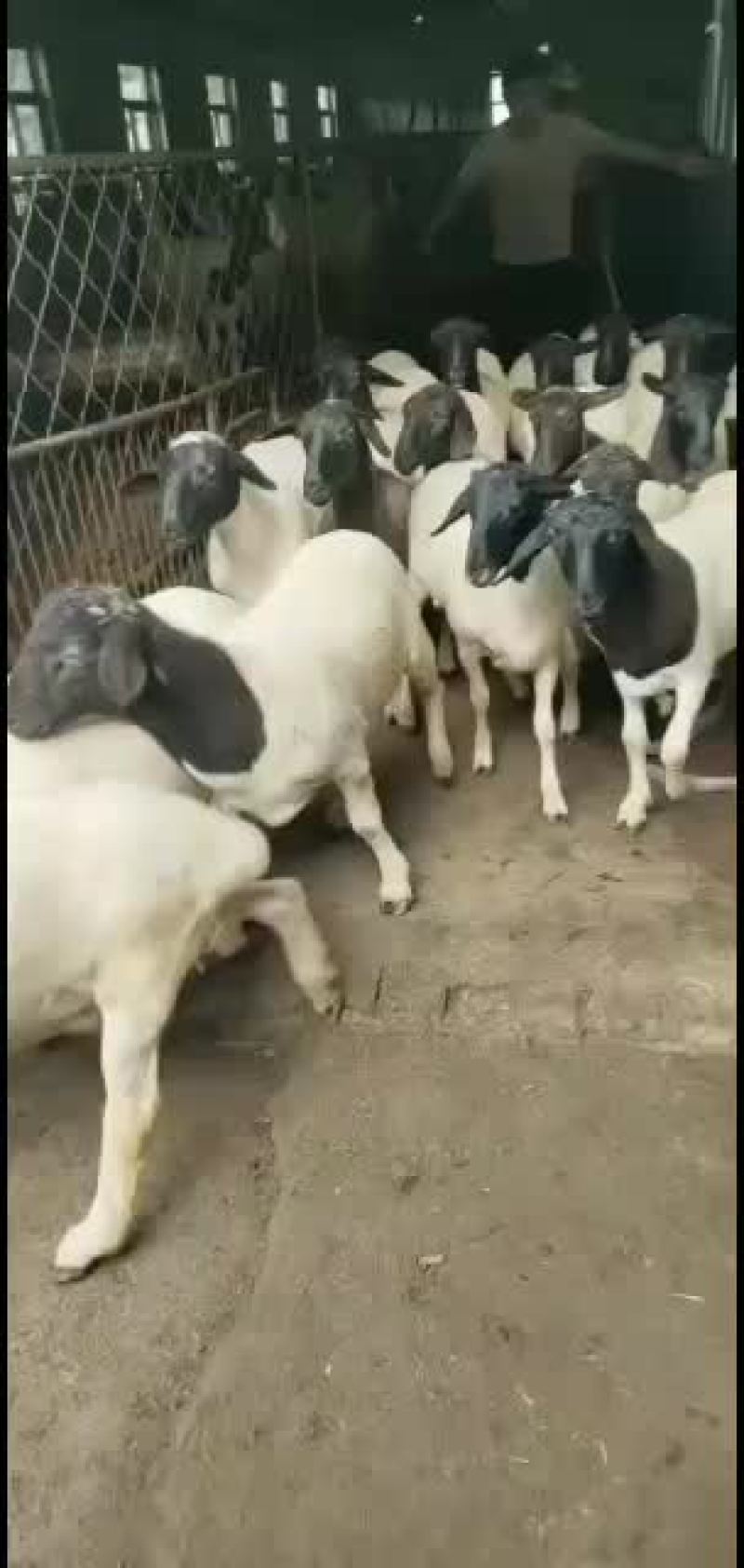 山东精品肉羊，改良肉羊种羊育肥羊，大小公母通货，