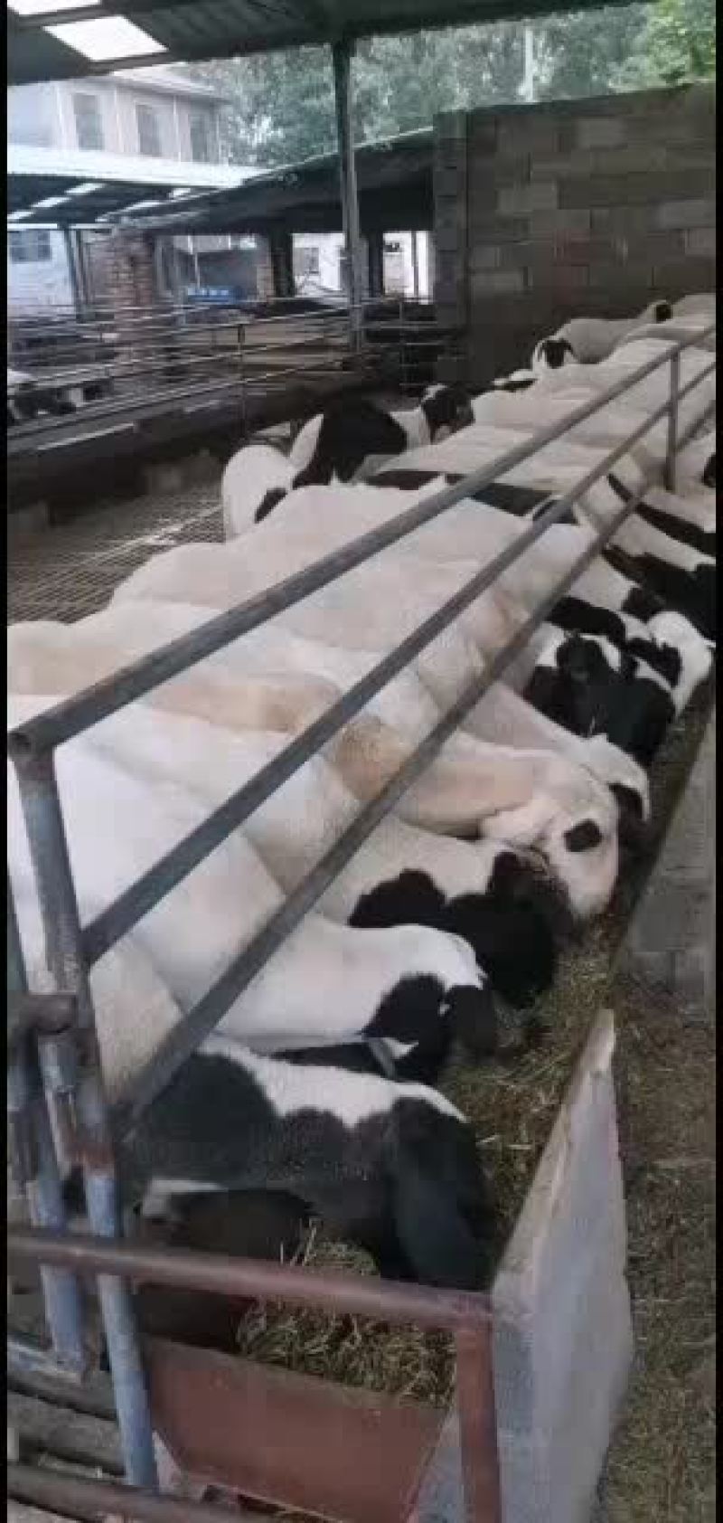山东精品肉羊，改良肉羊种羊育肥羊，大小公母通货，