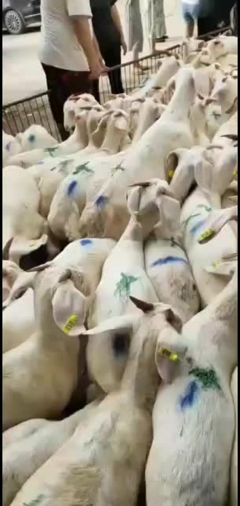 山东精品肉羊，改良肉羊种羊育肥羊，大小公母通货，