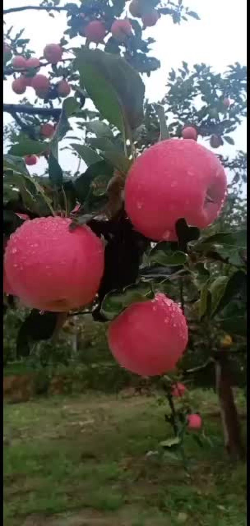 早熟苹果大量上市，有需要的联系