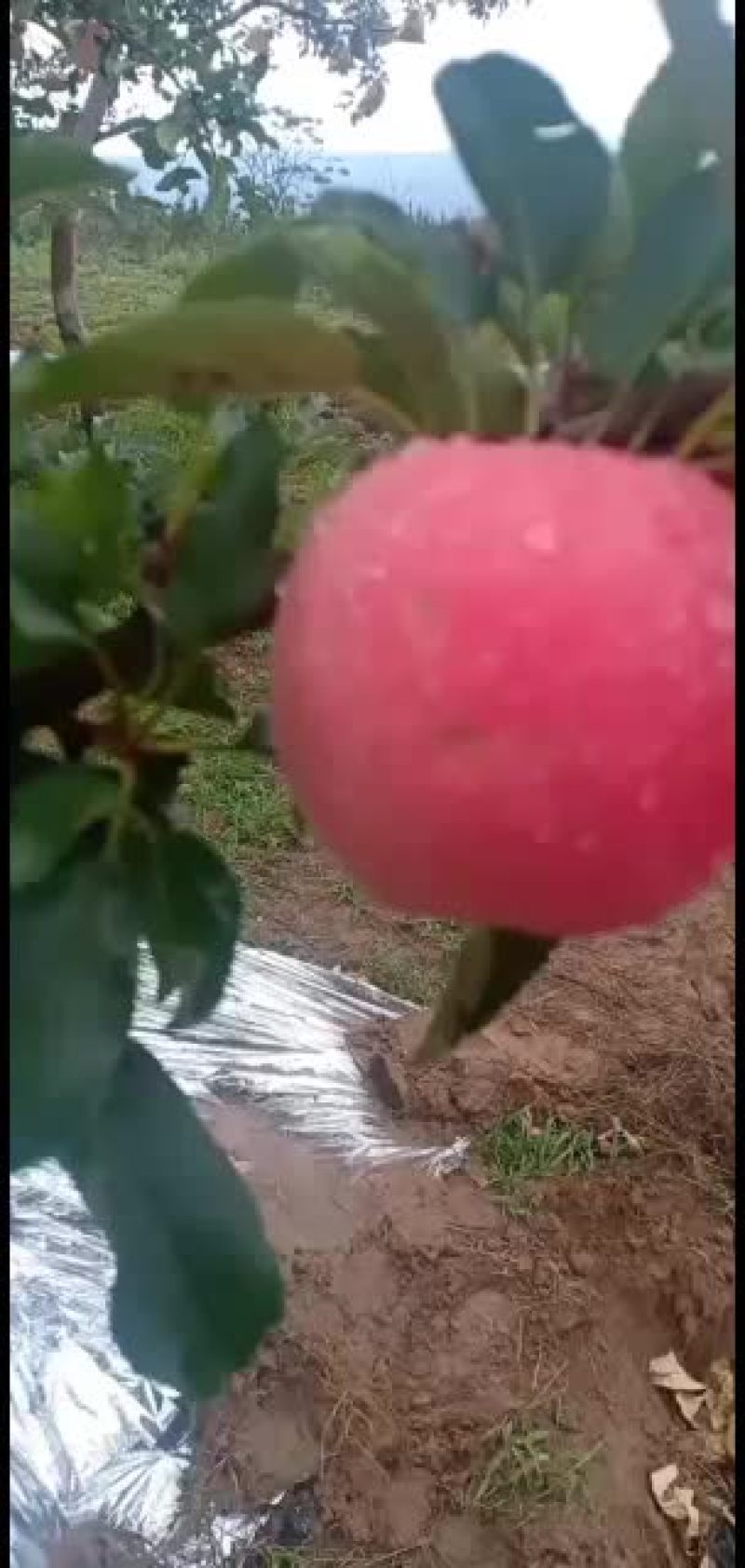 早熟苹果大量上市，有需要的联系