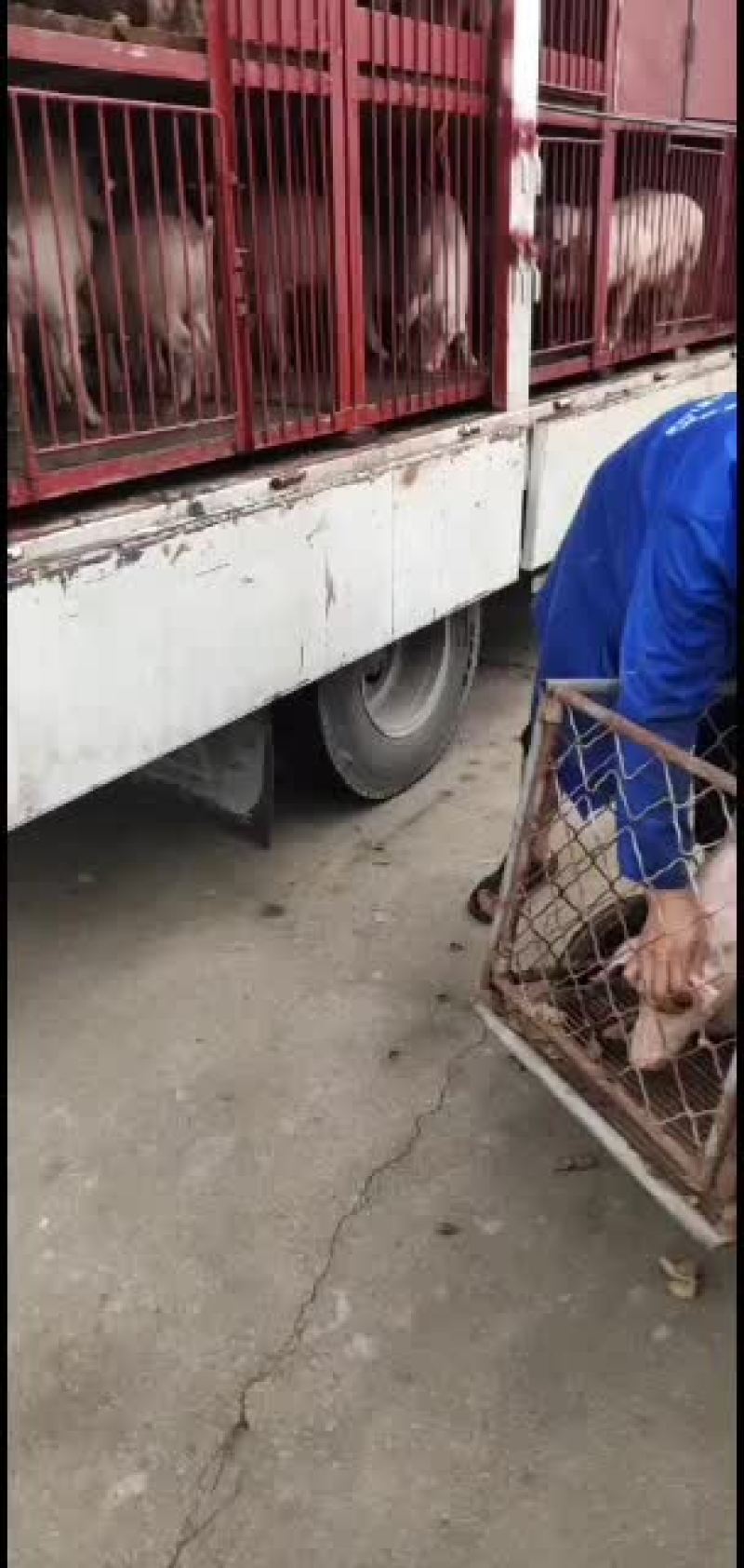 优质育肥仔猪，母猪，能繁母猪，各种育肥猪苗，母猪苗