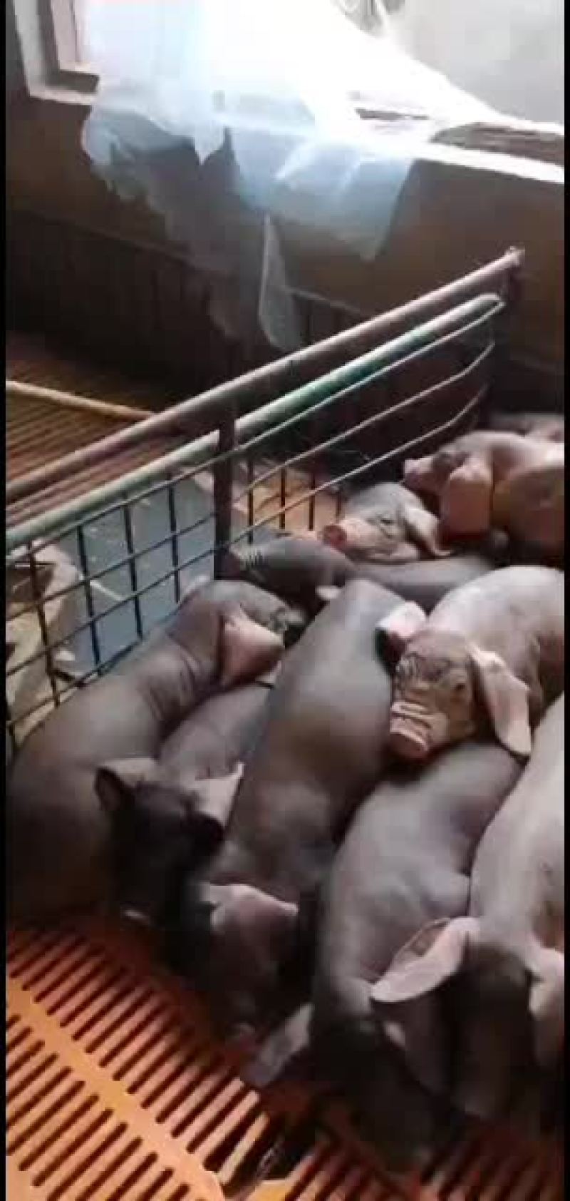 优质育肥仔猪，母猪，能繁母猪，各种育肥猪苗，母猪苗