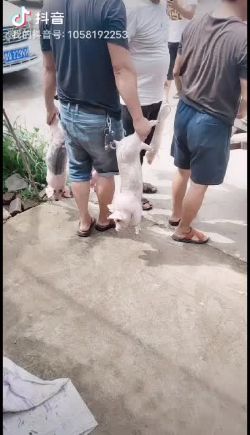 优质育肥仔猪，母猪，能繁母猪，各种育肥猪苗，母猪苗