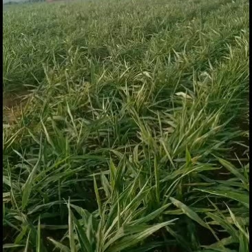 精品大姜预定中，欢迎全国客商前来洽谈