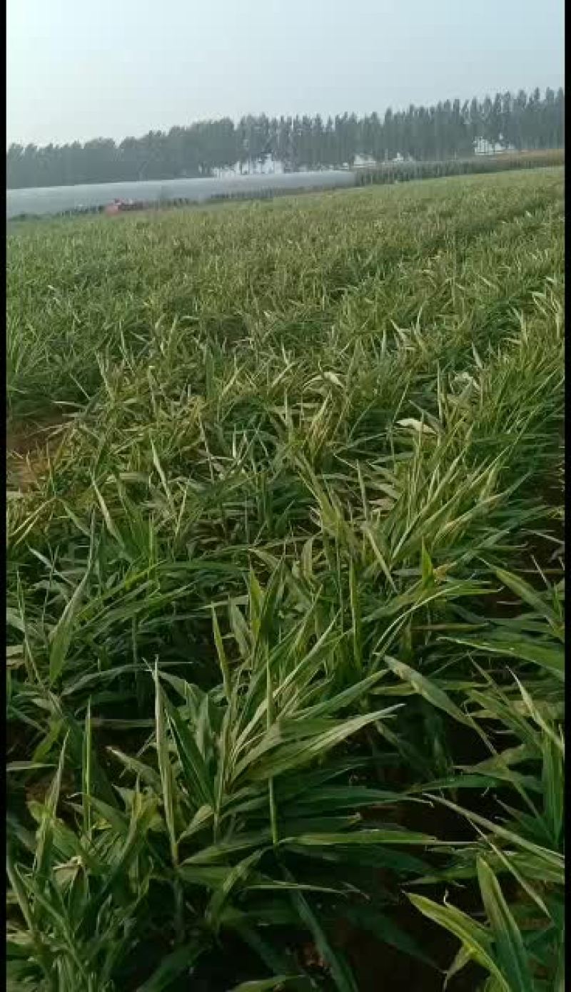精品大姜预定中，欢迎全国客商前来洽谈