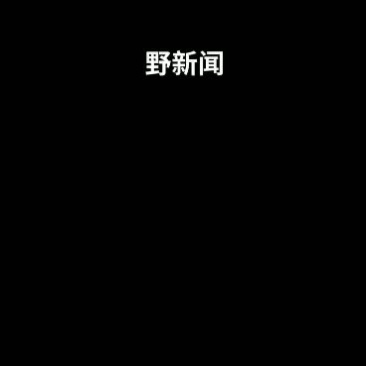 野蜂蜜，野蜂蛹，大量供应