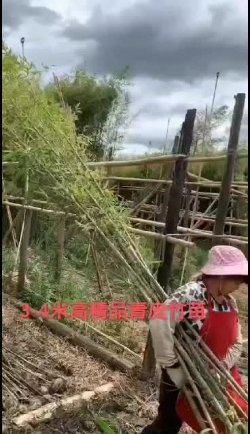 湖南楠竹，贵州楠竹，贵州刚竹