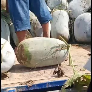 冬瓜，海南冬瓜大量上市