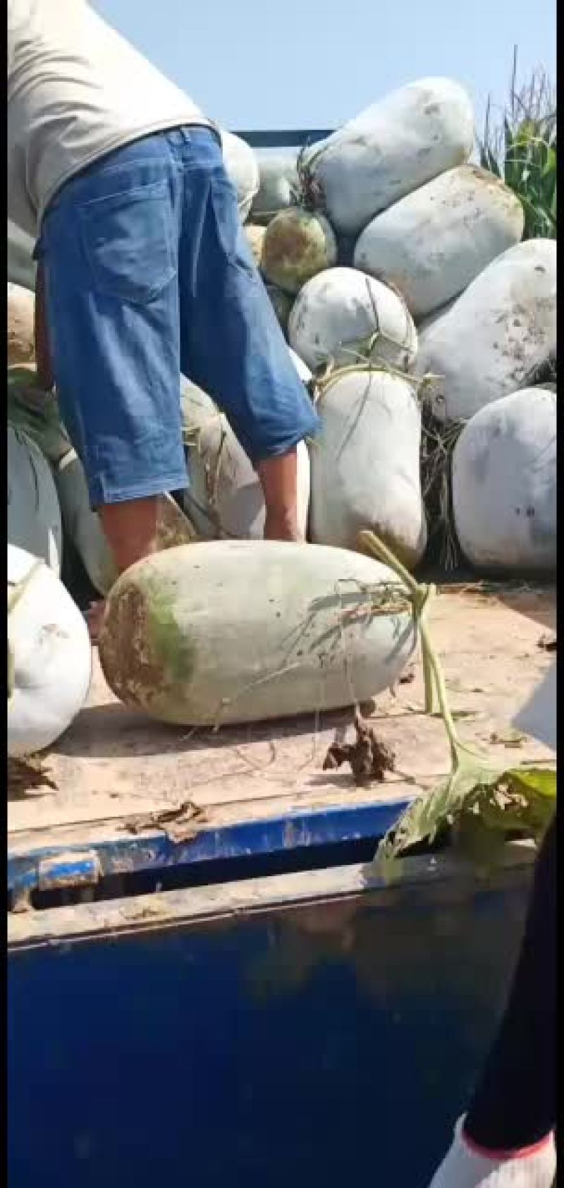 冬瓜，海南冬瓜大量上市