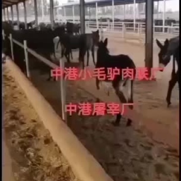 中港集团，纯干驴肉，诚信经营！