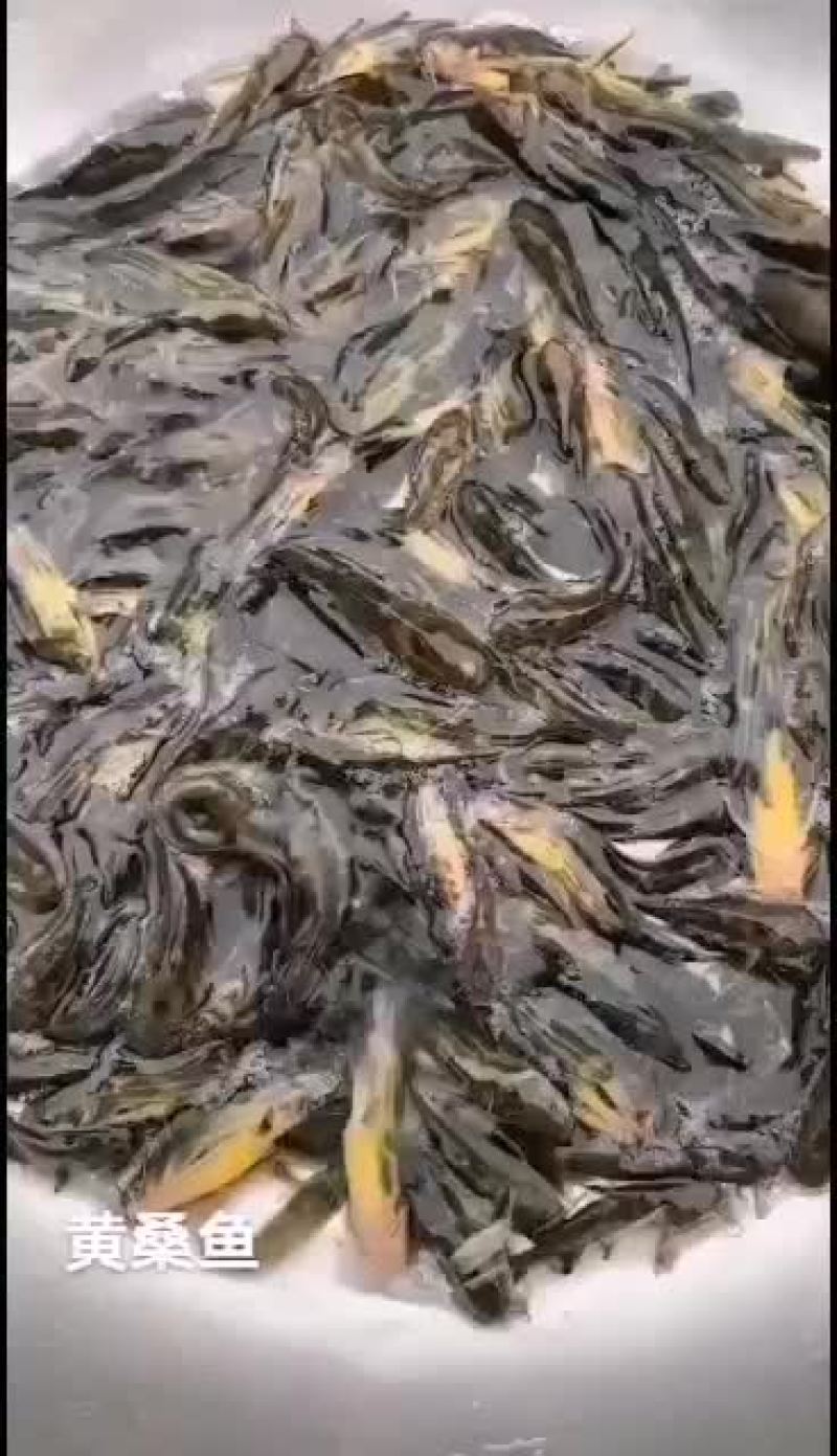 优质黄颡鱼苗子，一斤50尾左右