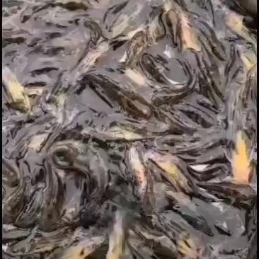 优质黄颡鱼苗子，一斤50尾左右