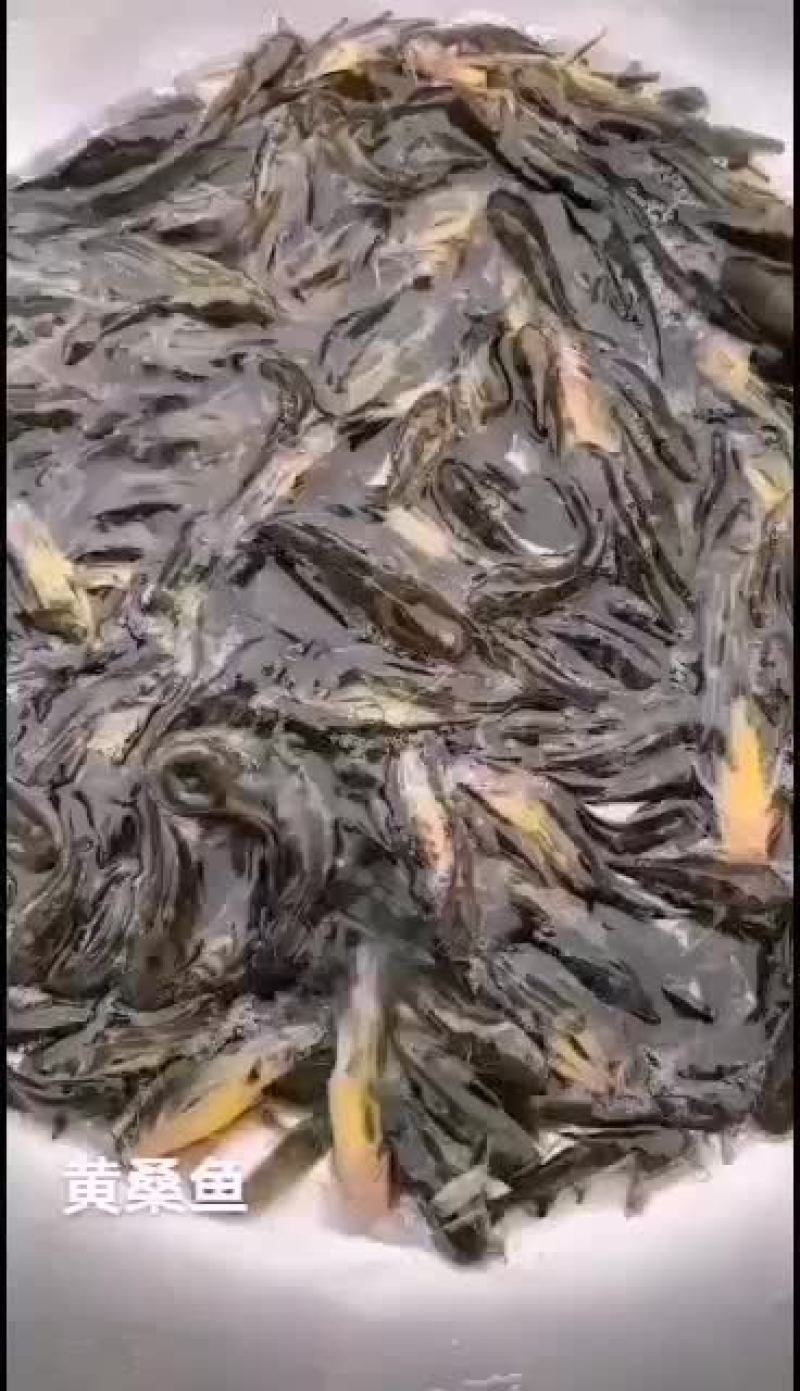 优质黄颡鱼苗子，一斤50尾左右