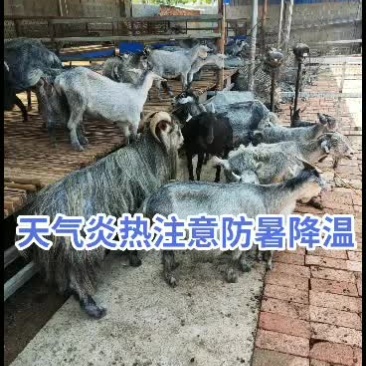 嘉祥县洪昆牛羊繁殖基地