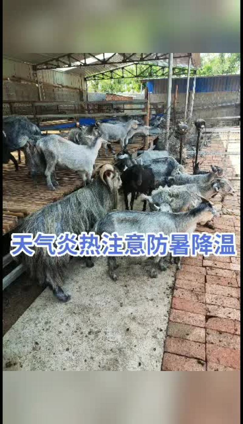 嘉祥县洪昆牛羊繁殖基地