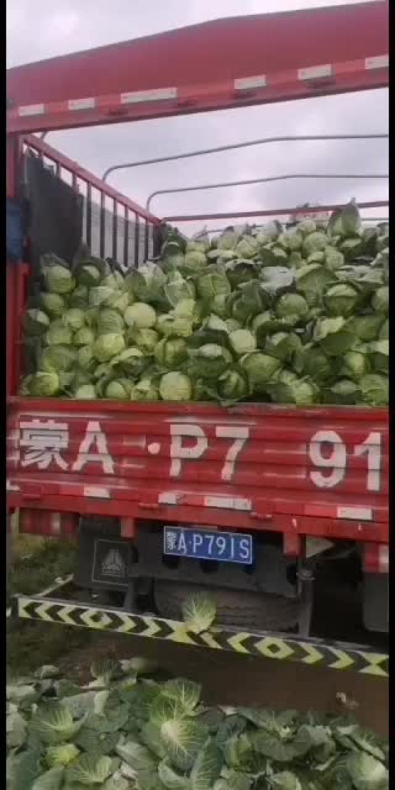 甘蓝要的速度。。。。。