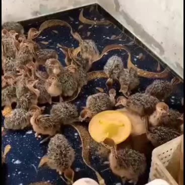 陕西最大鸵鸟养殖基地