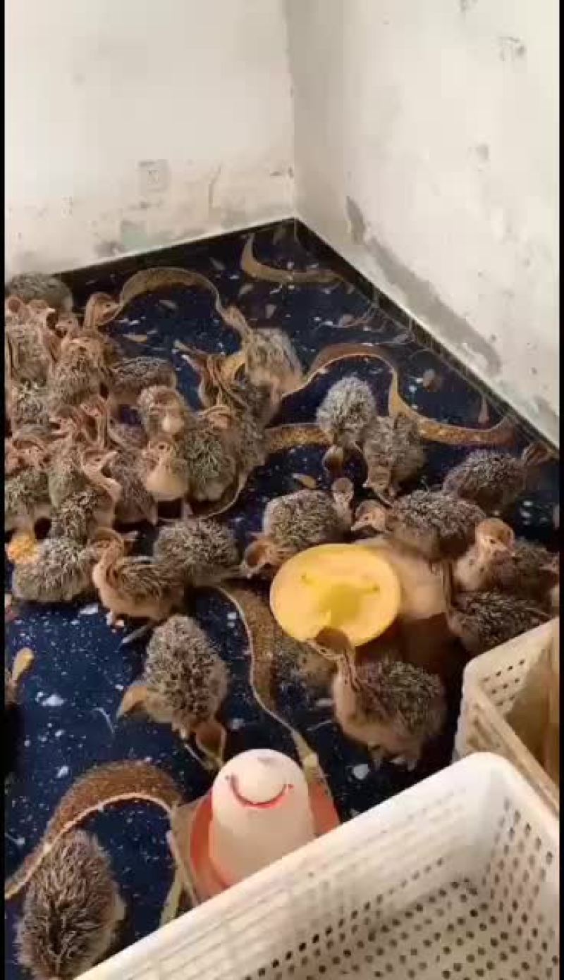 陕西最大鸵鸟养殖基地