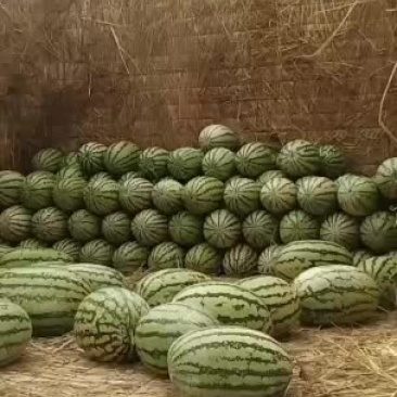许要宁夏中卫硒沙瓜的老板速度联系我。