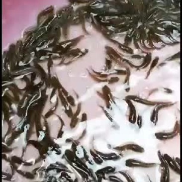 七星鱼苗，大量批发价格美丽！