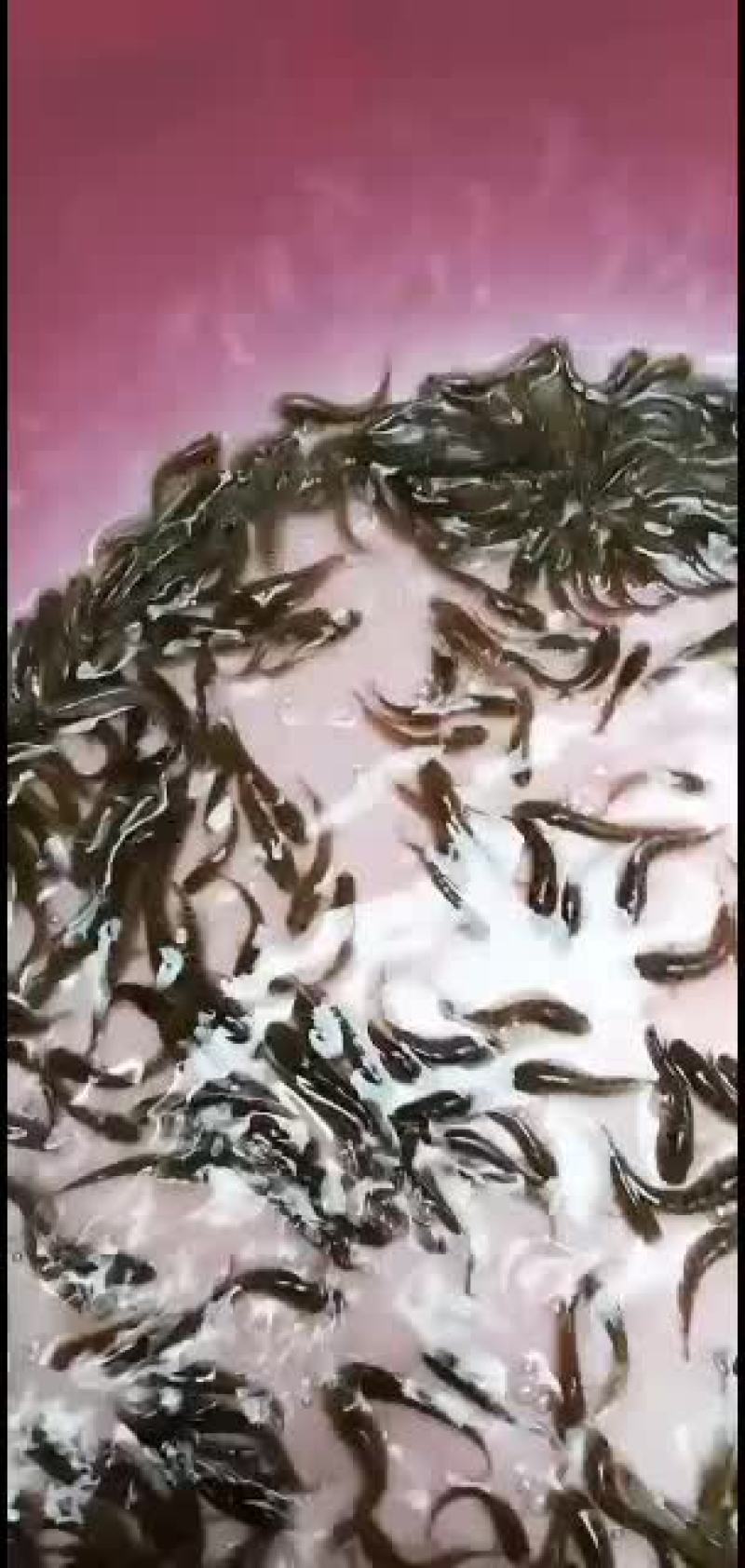 七星鱼苗，大量批发价格美丽！