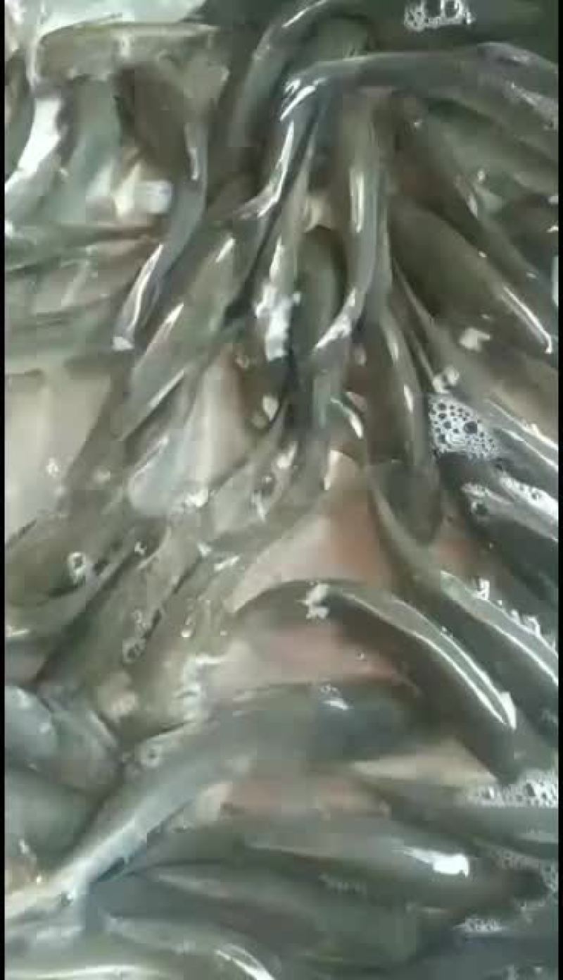 黑鲩鱼苗，大量批发。品种优良欢迎全国客户前来订购