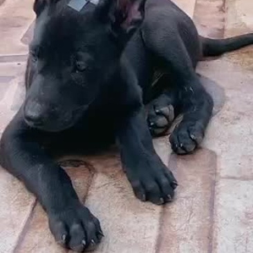 黑狼犬大骨架双血统品相好