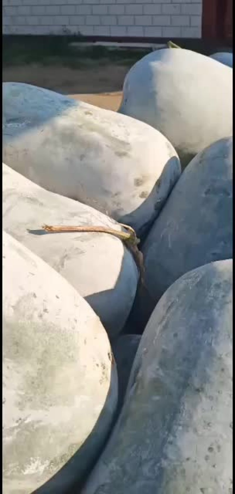 冬瓜，海南冬瓜大量上市，质量保证