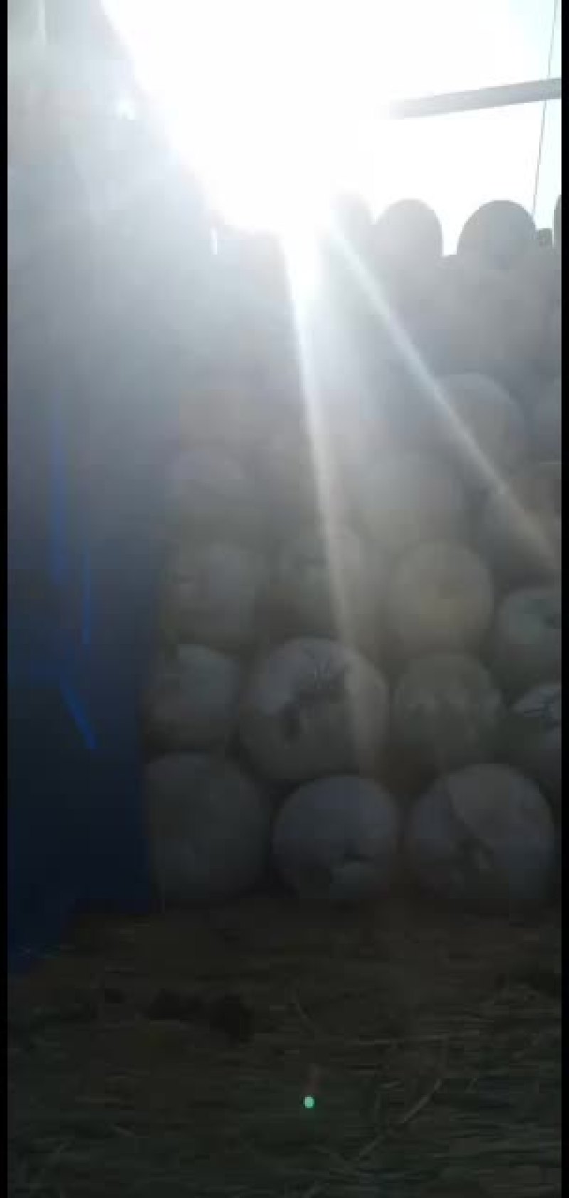 冬瓜，海南冬瓜大量上市，质量保证