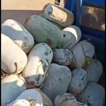 冬瓜，海南冬瓜大量上市，质量保证