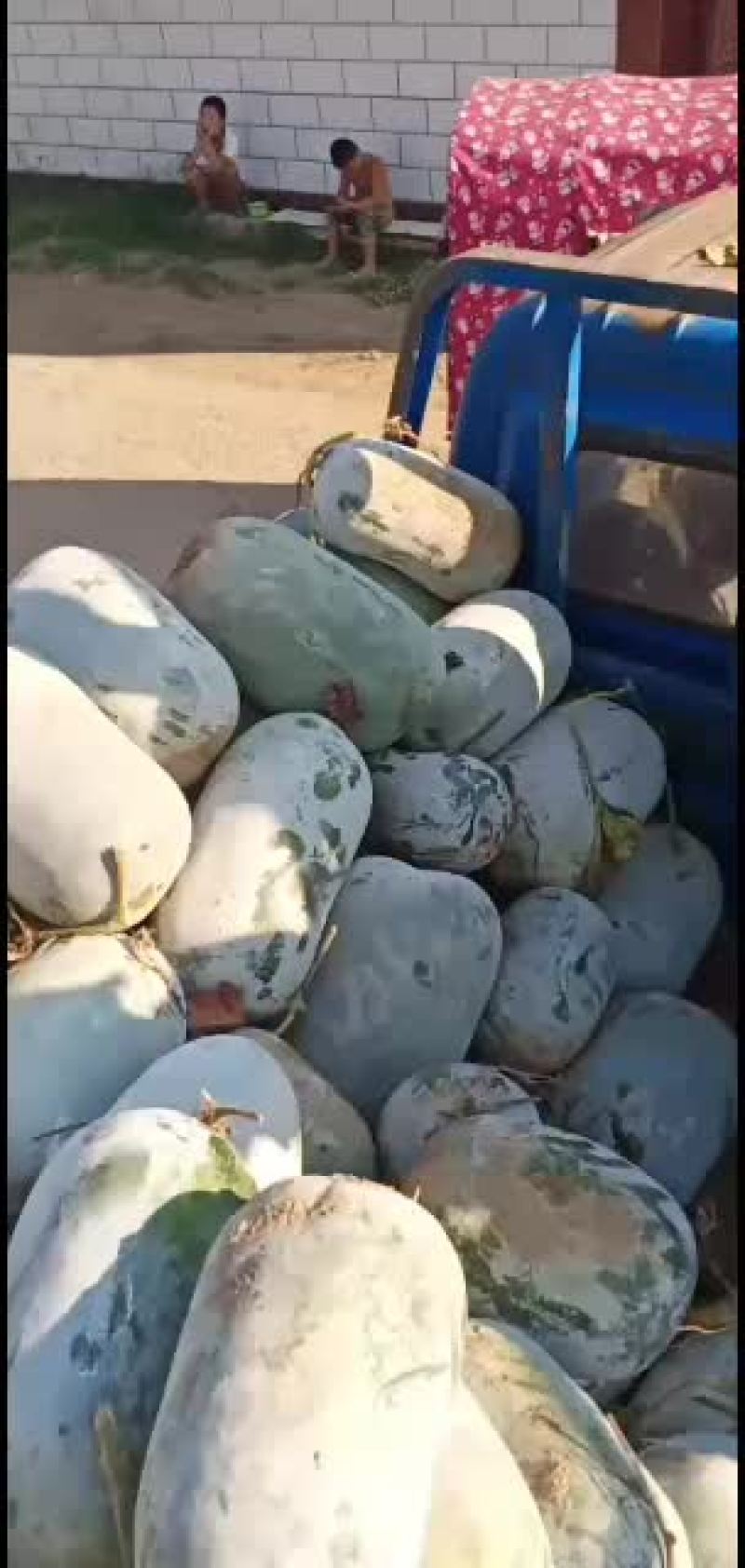 冬瓜，海南冬瓜大量上市，质量保证