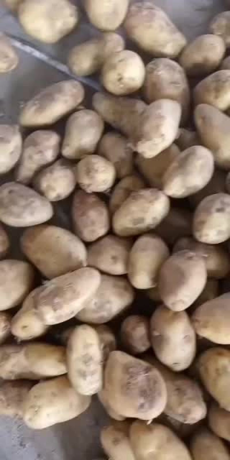 安丘冷库土豆大量走货