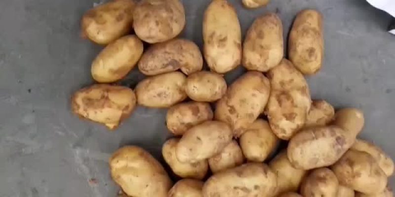 安丘冷库土豆大量走货