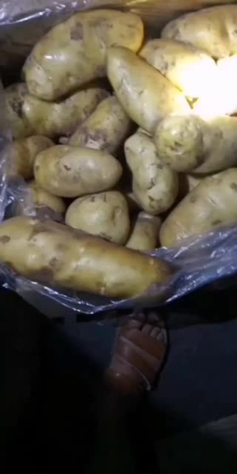 安丘冷库土豆大量走货