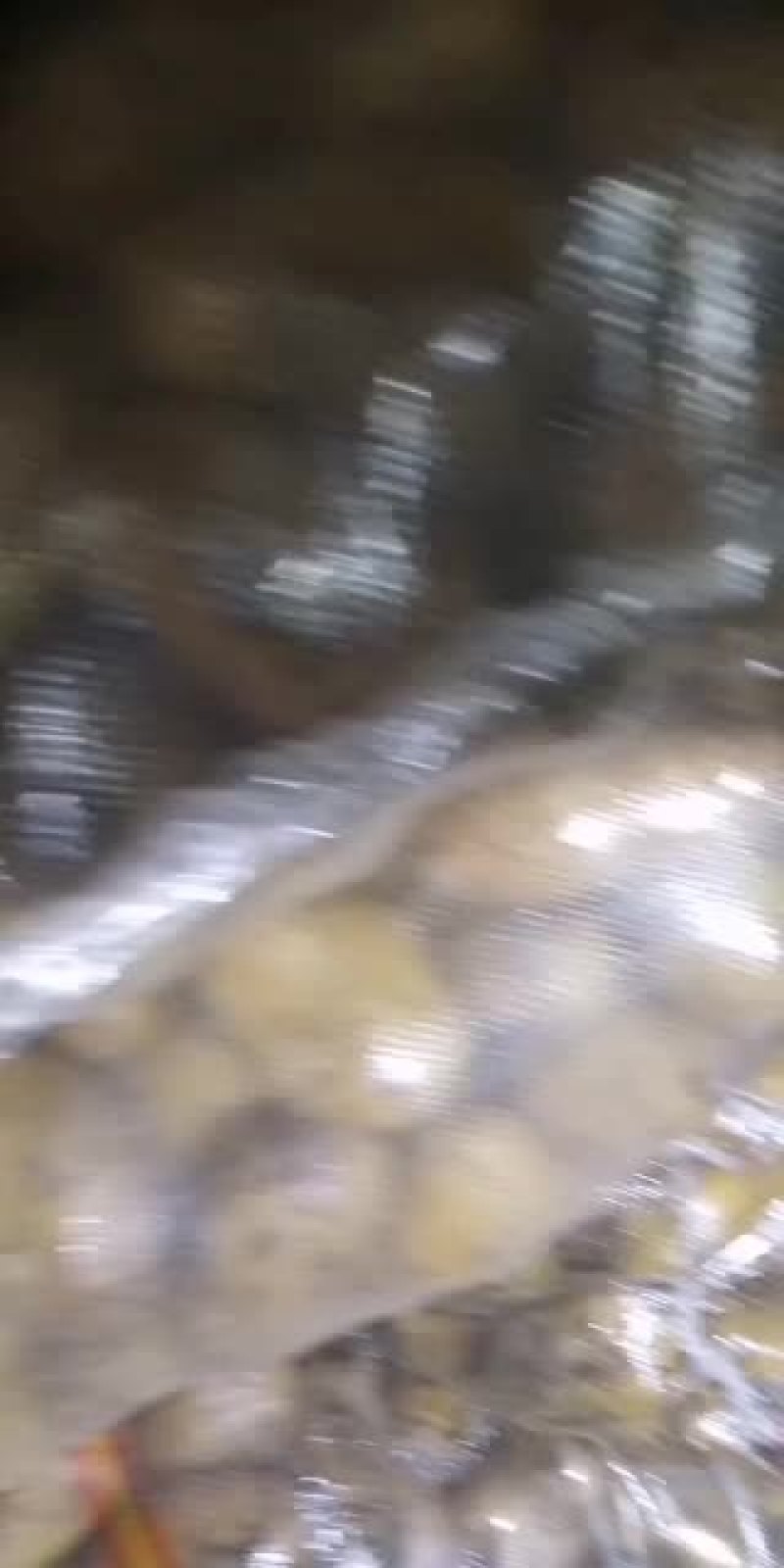 安丘冷库土豆大量走货