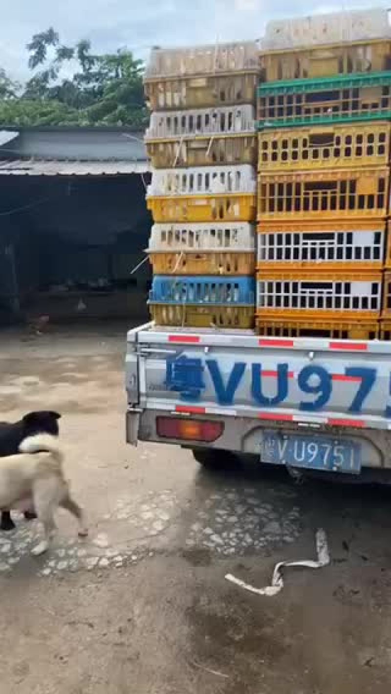 长期有丰毛中鸽现货供应