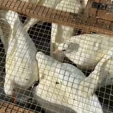 长期有丰毛中鸽现货供应
