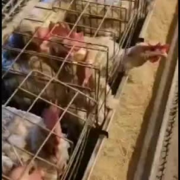 淘汰蛋鸡肉汁鲜嫩可口