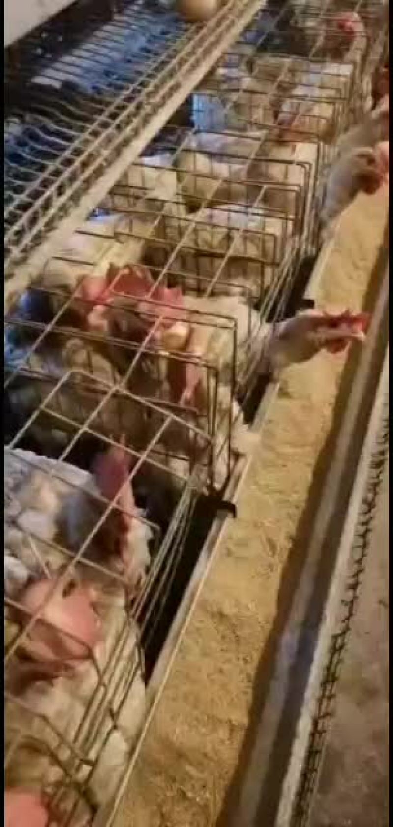 淘汰蛋鸡肉汁鲜嫩可口
