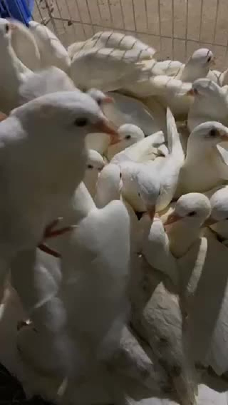 长期有丰毛中鸽现货供应